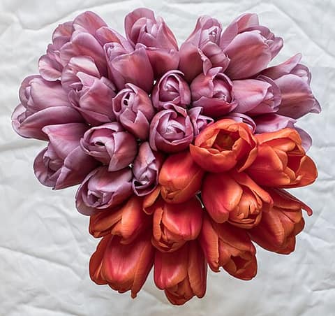 Tulip dome